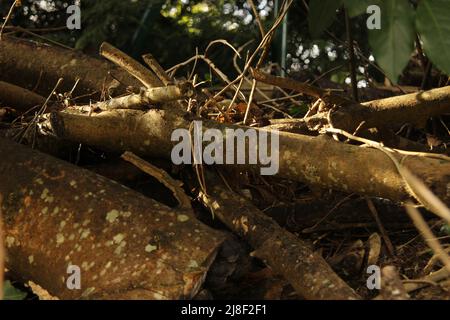 Jakobsweg durch Asturien (Spanien) Stockfoto