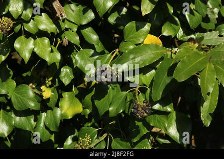 Jakobsweg durch Asturien (Spanien) Stockfoto