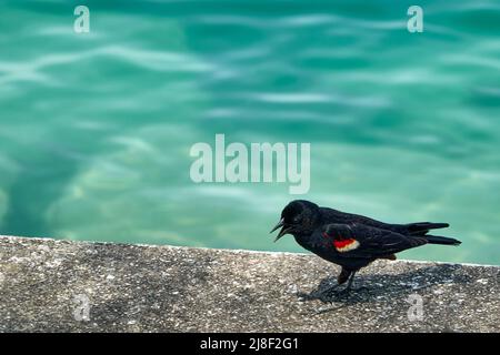 Profil der Rotflügelamsel, die auf einem Betonweg am Wasser thront Stockfoto