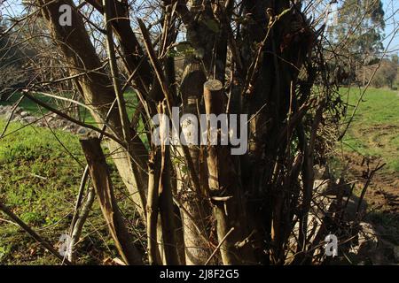 Jakobsweg durch Asturien (Spanien) Stockfoto