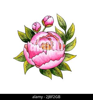 Aquarell-Illustration von rosa Pfingstrosenblüten und Blättern. Schöne botanische Zeichnung. Dekorative Elemente für Karten oder Einladungen mit rosa Rosen. Ist Stockfoto