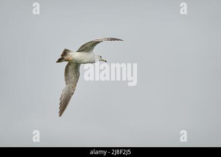 Beobachten einer Möwe, die über dem Himmel fliegt Stockfoto