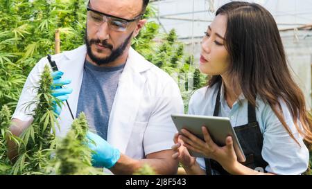 Professionelle Forscher überprüfen Pflanzen und führen Qualitätskontrollen von legal angebauten Cannabispflanzen für medizinische Zwecke in großen Gewächshäusern durch. Stockfoto