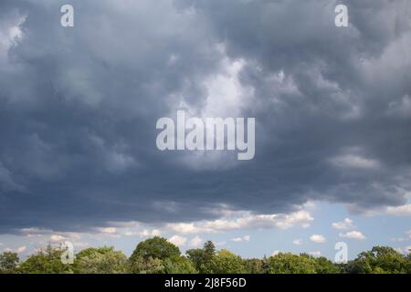 Baumkronen mit wolkenblauem Himmel über ihnen Stockfoto