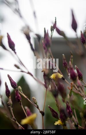 Gelbe Chrysantheme Blumen blühen Stockfoto