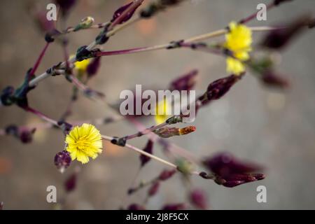 Gelbe Chrysantheme Blumen blühen Stockfoto