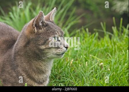 Seitenansicht einer schönen tabby Katze mit weichem Fokus Gras im Hintergrund Stockfoto