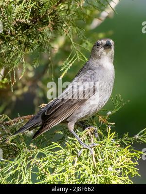 Grauer Catbird auf dem Branch Side View Dumetella carolinensis Stockfoto