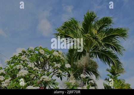 Wunderschöne Palme und blühende Plumeria auf blauem Himmel Hintergrund. Stockfoto