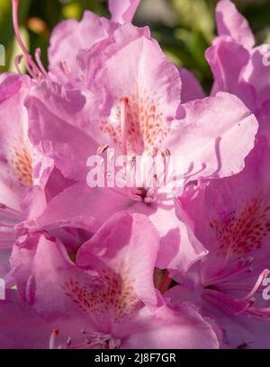 Blühende rosafarbene Rhododendron-Blüten im Garten. Nahaufnahme. Details. Makro. Stockfoto