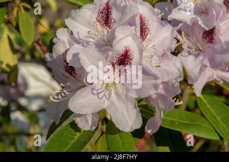 Blühende weiße Rhododendron-Blüten im Garten. Nahaufnahme. Details. Makro. Stockfoto
