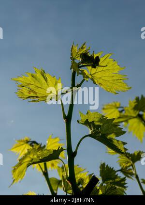 Junge grüne Traubenblätter im Weinberg. Die Blätter der Weinrebe werden vom Sonnenlicht beleuchtet. Nahaufnahme. Details. Stockfoto