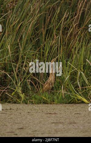 Eine amerikanische Bittern (Botaurus lentiginosus), die in einem langen grünen Gras oder Schilf neben einem See oder Teich steht, der mit Algen bedeckt ist. Aufgenommen in Victoria, BC, Canad Stockfoto