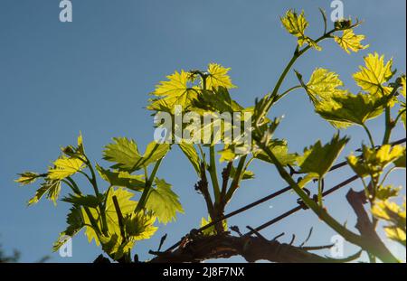 Junge grüne Traubenblätter im Weinberg. Die Blätter der Weinrebe werden vom Sonnenlicht beleuchtet. Nahaufnahme. Details. Stockfoto