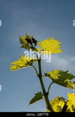 Junge grüne Traubenblätter im Weinberg. Die Blätter der Weinrebe werden vom Sonnenlicht beleuchtet. Nahaufnahme. Details. Stockfoto