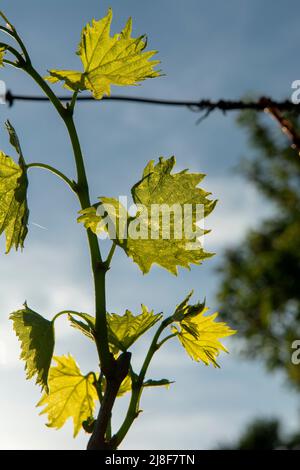 Junge grüne Traubenblätter im Weinberg. Die Blätter der Weinrebe werden vom Sonnenlicht beleuchtet. Nahaufnahme. Details. Stockfoto