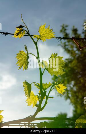 Junge grüne Traubenblätter im Weinberg. Die Blätter der Weinrebe werden vom Sonnenlicht beleuchtet. Nahaufnahme. Details. Stockfoto