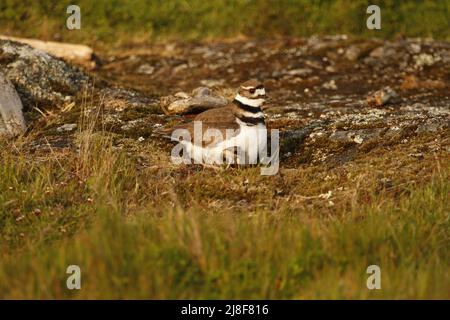 Ein erwachsener Killdeer (Charadrius vociferus) plündert den Seegras und sein Baby versteckt sich in seinen Federn in einem felsigen Grasfleck. Aufgenommen in Victoria, BC, Stockfoto