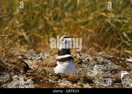 Ein einziger Killdeer (Charadrius vociferus) plünderter Seegugel, der auf einem Nest auf dem Boden in einer Senke im Felsen sitzt. Aufgenommen in Victoria, BC, Kanada. Stockfoto