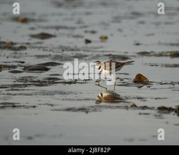 Ein einziger Killdeer (Charadrius vociferus) plündert in der Mitte des Schrittes auf nassem Sand. Aufgenommen in Sequim, WA, USA. Stockfoto