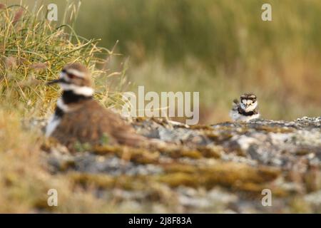 Ein einzelner erwachsener Killdeer (Charadrius vociferus) plünderter Seegugel verschwimmt im Vordergrund und sein Baby schaut auf ihn. Aufgenommen in Victoria, BC, Cana Stockfoto