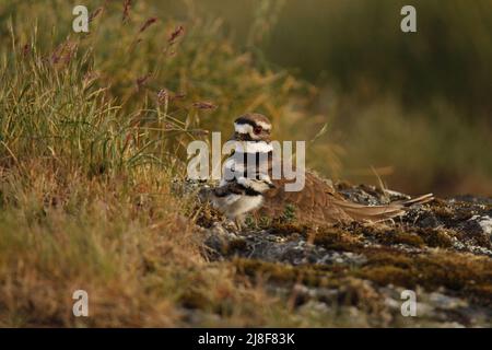 Ein einzelner erwachsener Killdeer (Charadrius vociferus) plündern den Seegras und sein Baby, das auf einem felsigen Grasfeld am Nest sitzt. Aufgenommen in Victoria, BC, Can Stockfoto