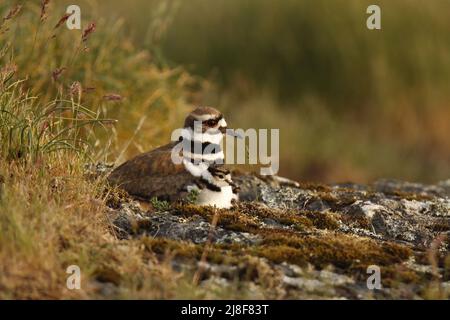 Ein einzelner erwachsener Killdeer (Charadrius vociferus) plündern den Seegras und sein Baby, das auf einem felsigen Grasfeld am Nest sitzt. Aufgenommen in Victoria, BC, Can Stockfoto