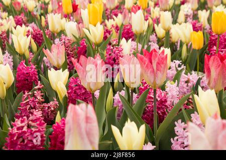 Ein niedriger Aussichtspunkt fotografierte Nahaufnahme von hübschen pastellfarbenen Frühlingsblumen aus Tulpen und Hyazinthen mit ihren grünen Blättern Stockfoto