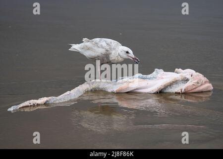 Eine Möwe (möglicherweise eine hybride Glucous-geflügelte x Western, auch bekannt als „Olympische“ Möwe) frisst am Cannon Beach in Oregon, USA, ein Stück toter Wal. Stockfoto