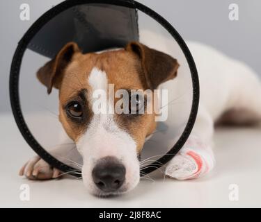 Jack Russell Terrier Hund mit einer bandagierten Pfote in einem Kegelkragen. Stockfoto