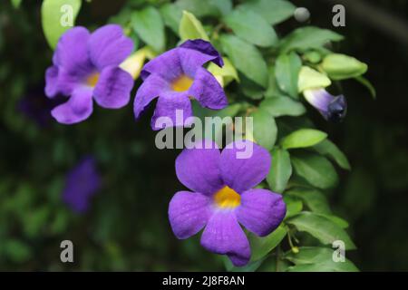 Violette Blüten einer Buschuhr-Rebe (thunbergia erecta), die auch als Königsmantel oder Kartoffelstrauch bezeichnet wird, die in einem Hof in Port Moresby angebaut wird Stockfoto