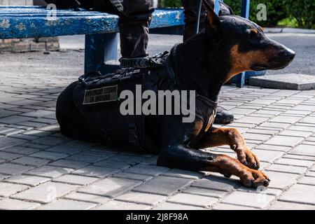 Ein Hund mit einer kugelsicheren Weste liegt außerhalb des Krankenhauses. Pokrovskoe Krankenhaus ist ein kleines Krankenhaus, aber sehr wichtig, um die Bedingungen der Soldaten in der Frontline So bald wie möglich verletzt zu stabilisieren und sie dann in größere Krankenhäuser in Saporischschja und Dnipro zu übertragen. Pokrovksoe ist eine Stadt in littell in der Region Dnipropetrowsk, Saporischschja und die Dnipro-Regionen sind seit Beginn der Schlacht um den Donbass ein Schwerpunkt russischer Angriffe und dienen beide als Tor zur inneren Ukraine. Russland marschierte am 24. Februar 2022 in die Ukraine ein und löste damit den größten militärischen Angriff in Europa seit dem Zweiten Weltkrieg aus (Pho Stockfoto