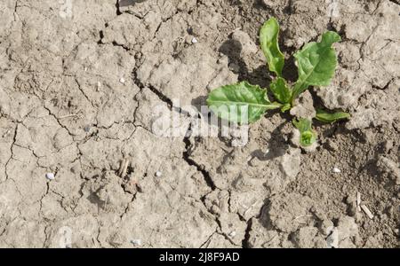 Sehnde, Deutschland. 12.. Mai 2022. Risse durchziehen den Boden in einem Getreidefeld in der Region Hannover. Das trockene Wetter verursacht den Landwirten weiterhin große Probleme. Kredit: Mia Bucher/dpa/Alamy Live Nachrichten Stockfoto