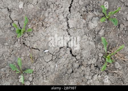 Sehnde, Deutschland. 12.. Mai 2022. Risse durchziehen den Boden in einem Getreidefeld in der Region Hannover. Das trockene Wetter verursacht den Landwirten weiterhin große Probleme. Kredit: Mia Bucher/dpa/Alamy Live Nachrichten Stockfoto