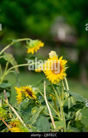 Extra große Sonnenblume in Nahaufnahme Stockfoto
