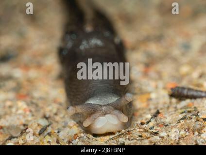 Nahaufnahme der aschschwarzen Schnecke, LiMax cinereoniger mit Blick auf die Kamera Stockfoto