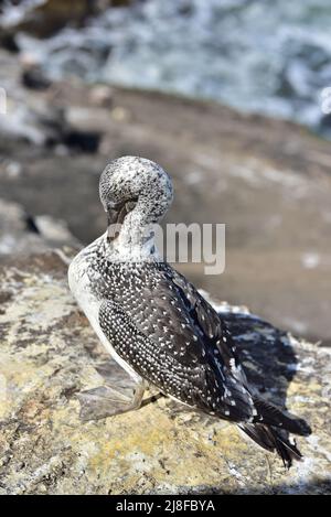 Junglandölpel am Muriwai Beach in der Nähe von Auckland Stockfoto