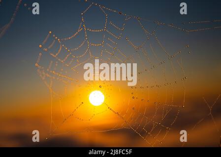 Morgensonne, die auf Tautropfen auf Spinnennetz scheint Stockfoto