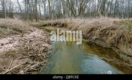 Der Frühling ist gekommen und der Schnee ist geschmolzen. Dieser Bach fließt durch die Wildnis entlang der Wälder. Stockfoto