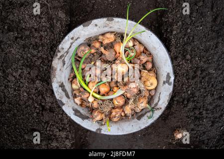 Eine Schüssel mit Zwiebeln, die für das Pflanzen im Frühling im Boden vorbereitet wird Stockfoto