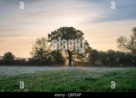 Im Frühjahr Nebel am frühen Morgen über einem Feld von verausgabten Dandelionen in der Nähe von North Aston, Oxfordshire, England Stockfoto