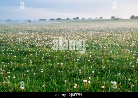 Im Frühjahr Nebel am frühen Morgen über einem Feld von verausgabten Dandelionen in der Nähe von North Aston, Oxfordshire, England Stockfoto