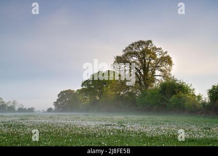 Im Frühjahr Nebel am frühen Morgen über einem Feld von verausgabten Dandelionen in der Nähe von North Aston, Oxfordshire, England Stockfoto