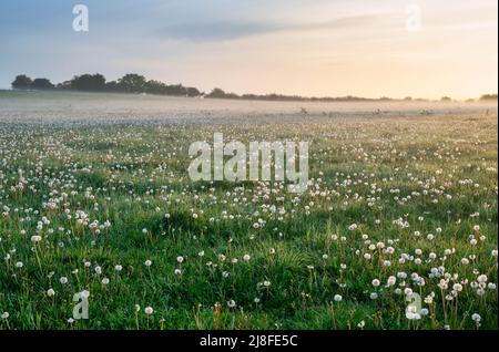 Im Frühjahr Nebel am frühen Morgen über einem Feld von verausgabten Dandelionen in der Nähe von North Aston, Oxfordshire, England Stockfoto