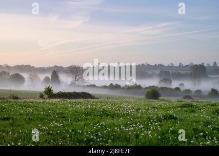 Im Frühjahr Nebel am frühen Morgen über einem Feld von verausgabten Dandelionen in der Nähe von North Aston, Oxfordshire, England Stockfoto