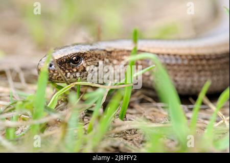 Seltene Tier, legless glänzend harmlos Eidechse langsamen Wurm auf dem Boden Stockfoto