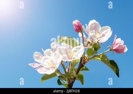Blumen eines Apfelbaums gegen den blauen Himmel in den Strahlen der Sonne. Frühling und weiße Blumen blühen. Hintergrund mit Blumen. Stockfoto