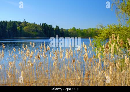 Seeufer mit Schilf und üppigen Laubbäumen Stockfoto