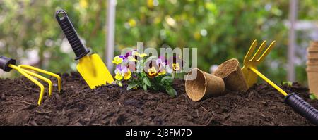 Pflanzen Sie Stiefmütterchen im Garten. Gartengeräte und Pflanzen auf dem Boden Nahaufnahme, Banner. Landwirtschaft und Frühjahrsfarm arbeitet Stockfoto