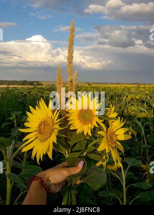 Frauen Hand halten Strauß von drei Sonnenblumen in der goldenen Stunde. Feld von Sonnenblumen und blauen Himmel mit Wolken Stockfoto